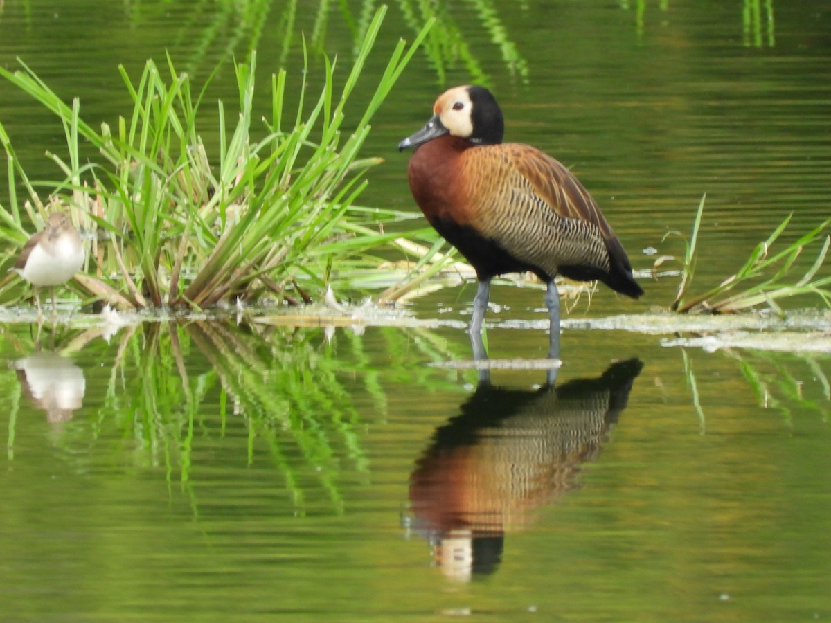 White-faced Whistling-Duck - ML646394761
