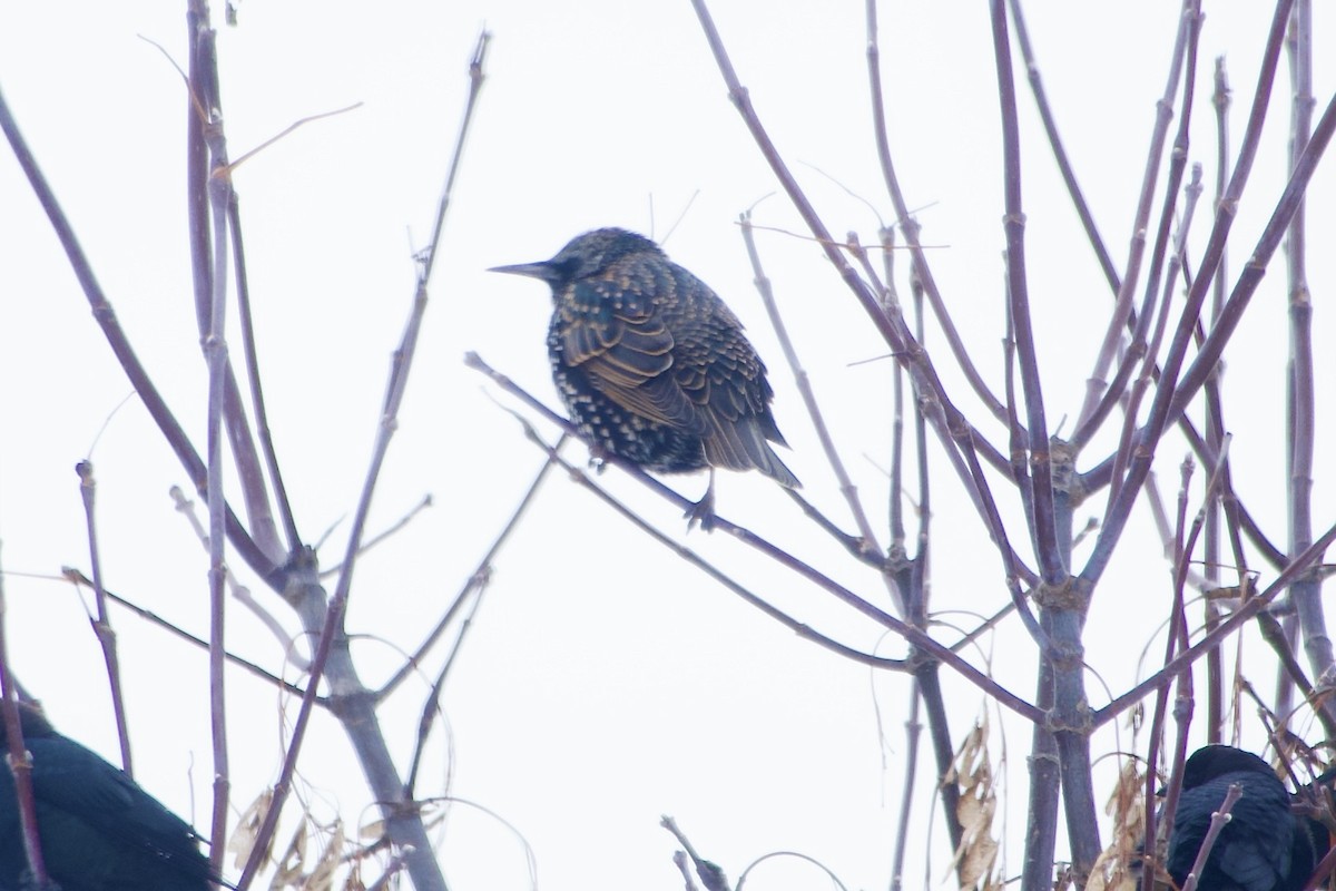 špaček obecný - ML646394762