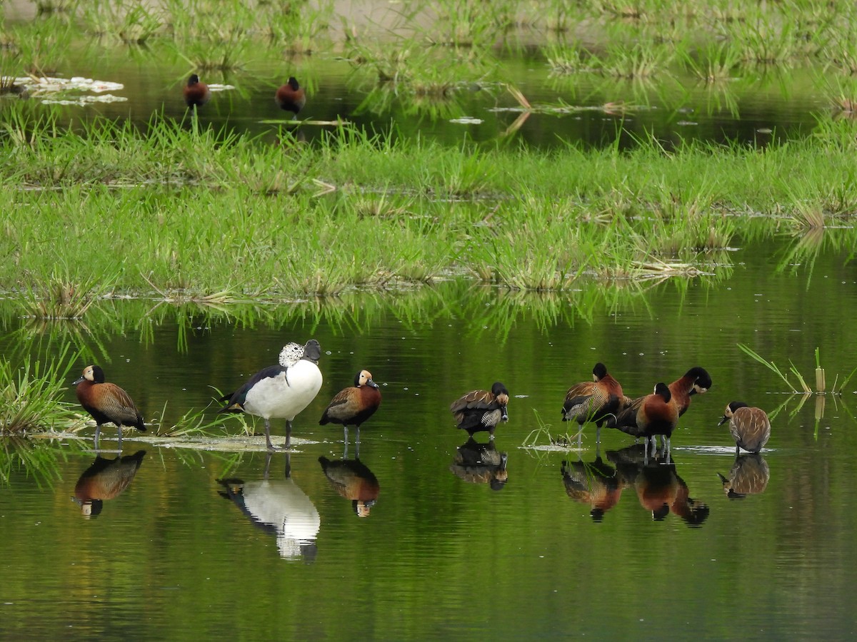 Knob-billed Duck - ML646394763