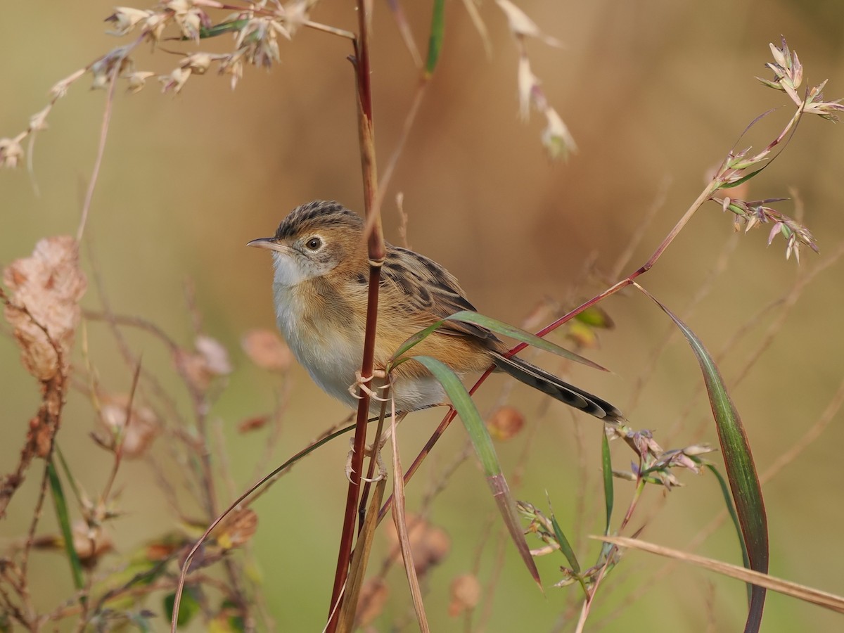 Golden-headed Cisticola - ML646394764
