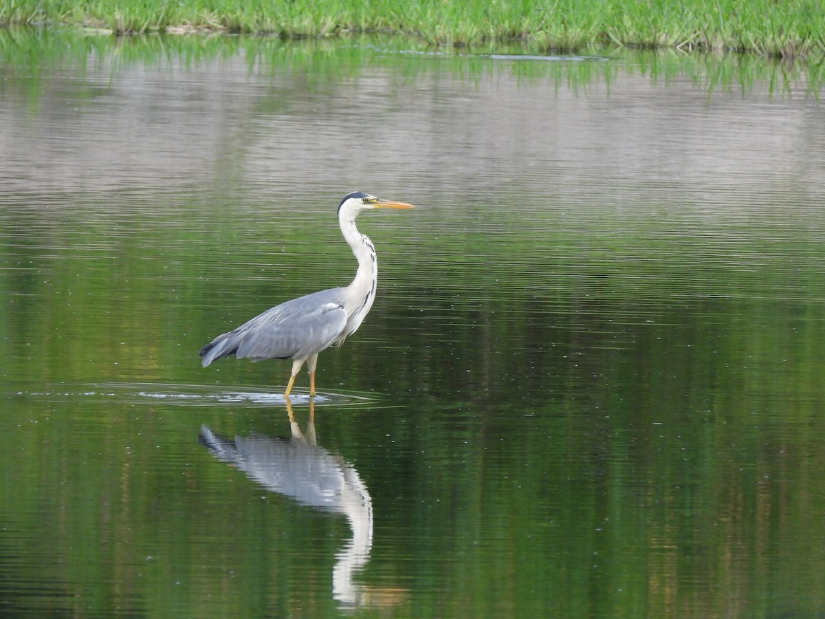 Koartza hauskara - ML646394769