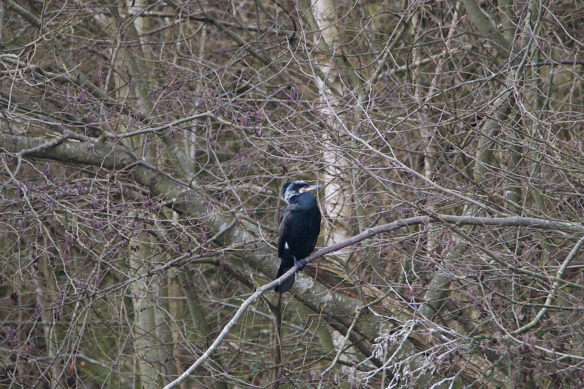 Большой баклан - ML646394770