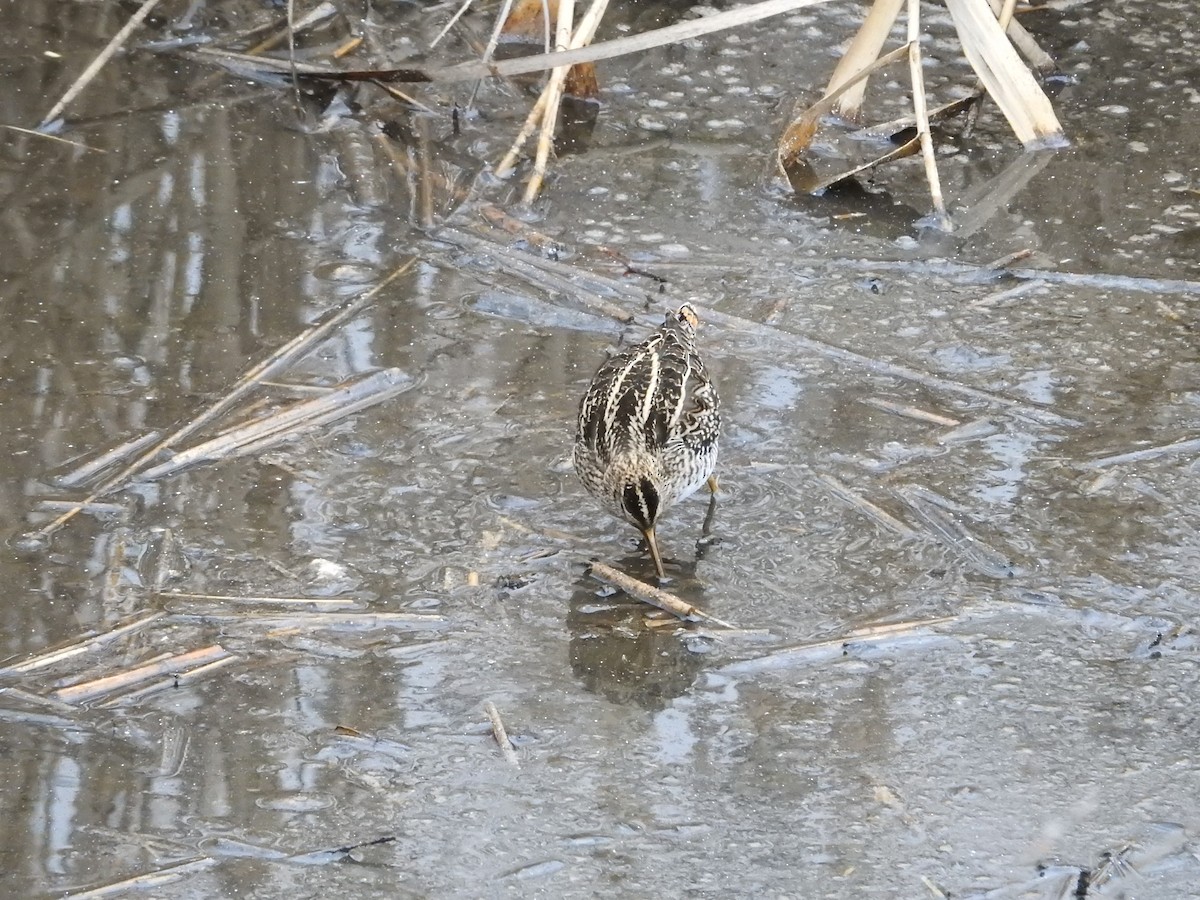 Common Snipe - ML646394771
