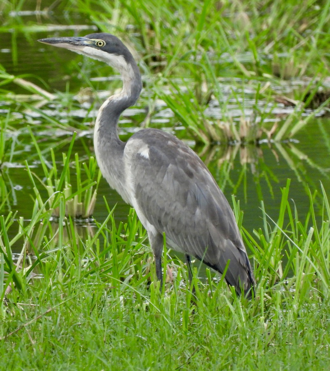 Black-headed Heron - ML646394774