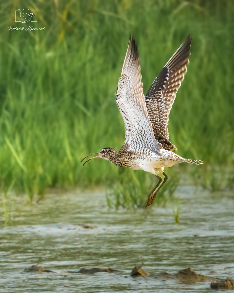 Eurasian Whimbrel - ML646394776