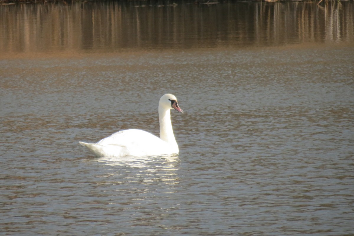 Mute Swan - ML646394777