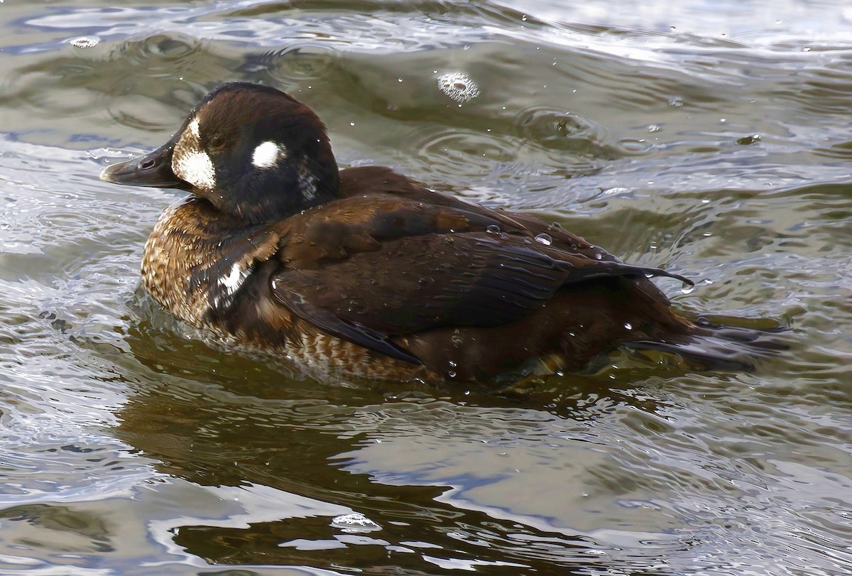 Palyaço Ördeği - ML646394779