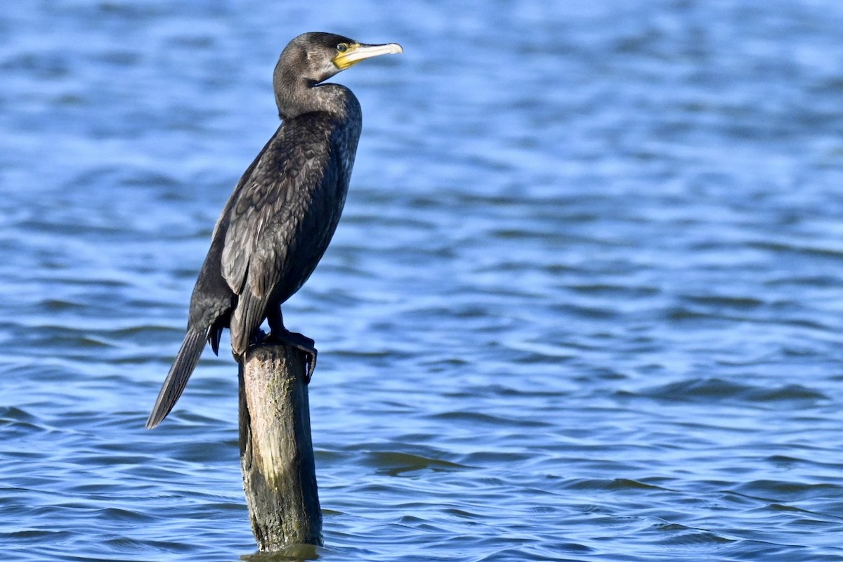 Большой баклан - ML646394782