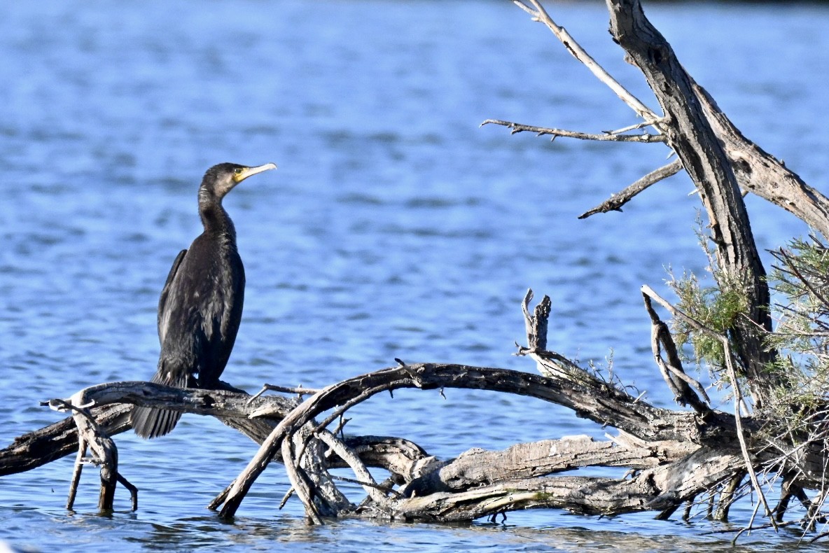 Большой баклан - ML646394783
