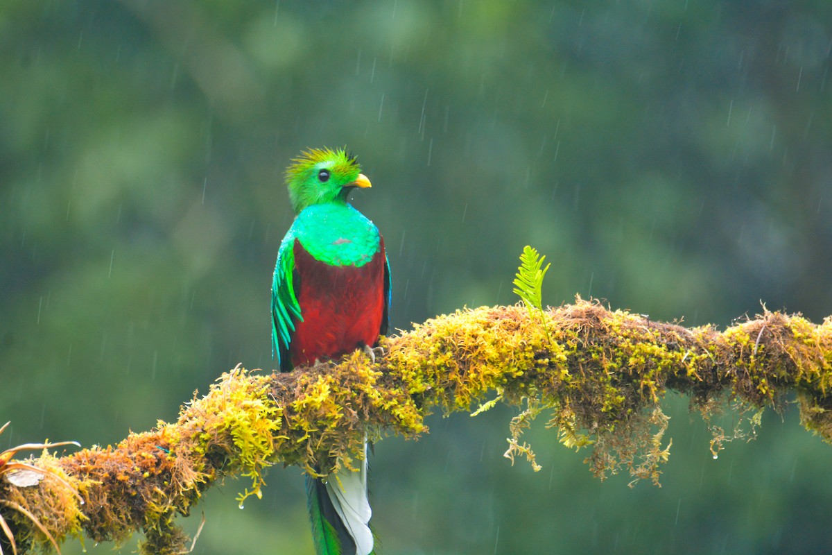Resplendent Quetzal - ML646394785