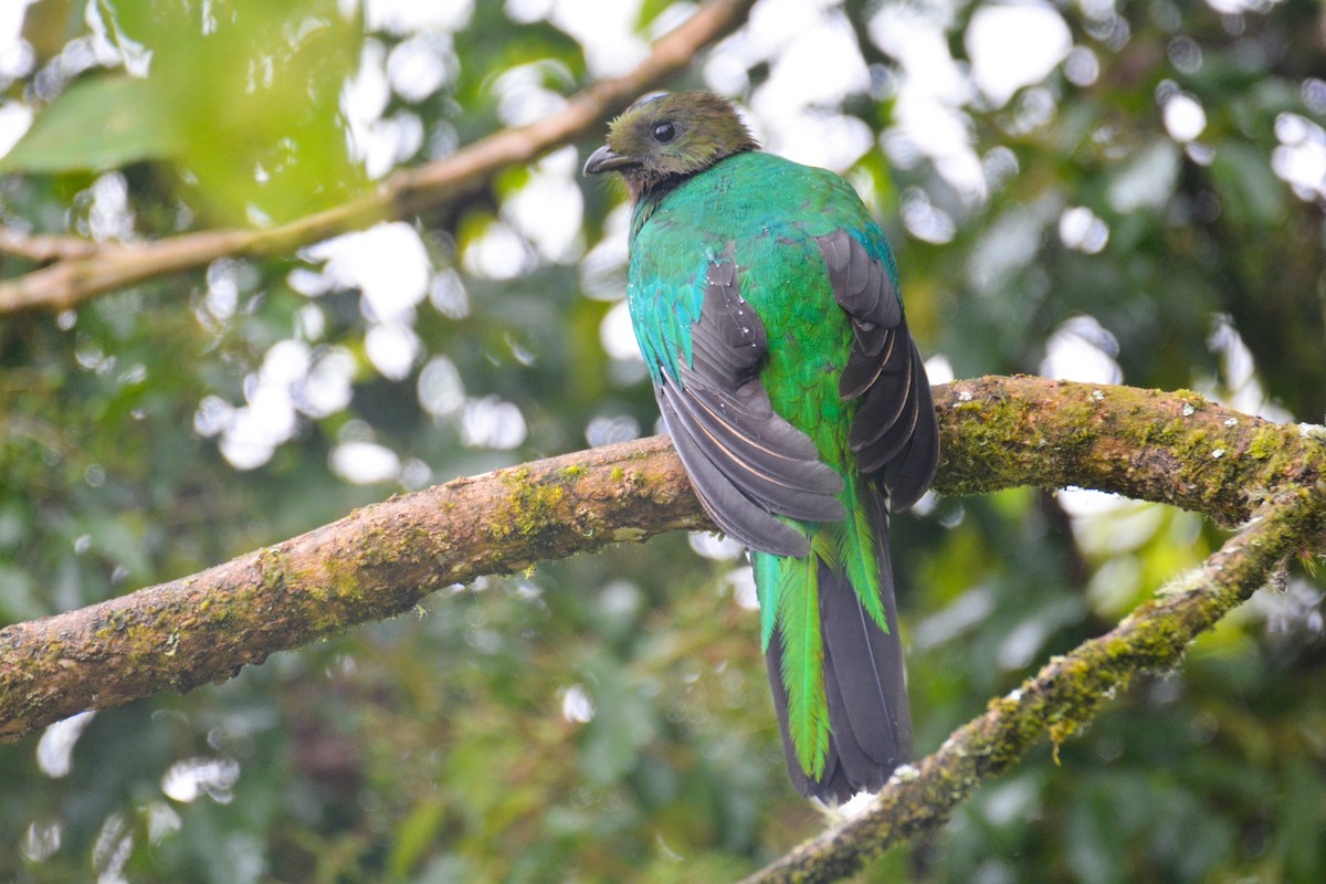 Resplendent Quetzal - ML646394787
