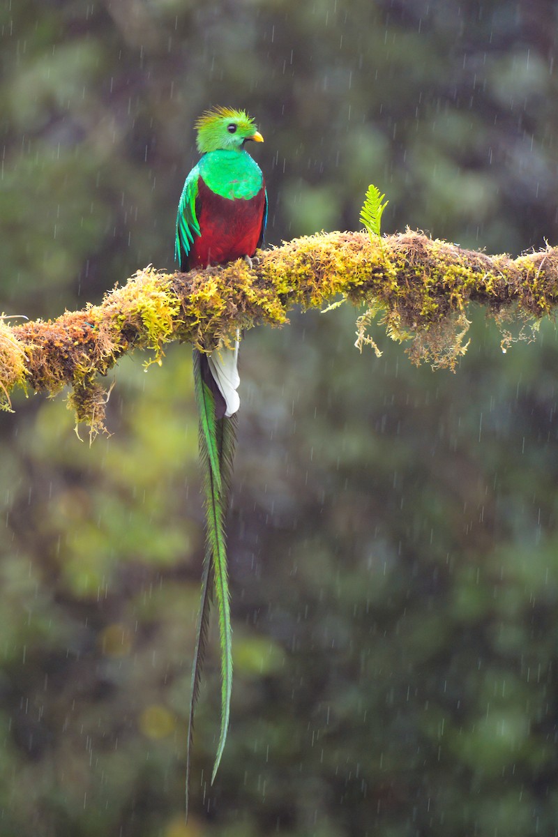 Resplendent Quetzal - ML646394788