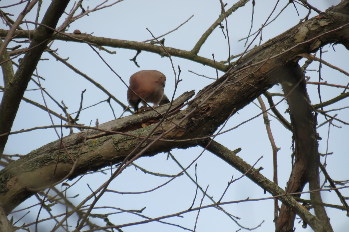 Eurasian Jay - ML646394793