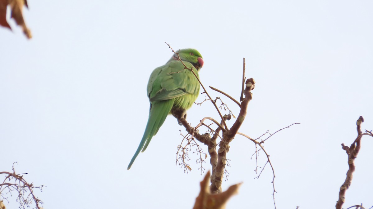 Rose-ringed Parakeet - ML646394794