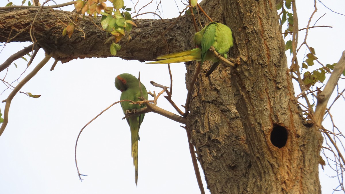 Rose-ringed Parakeet - ML646394795
