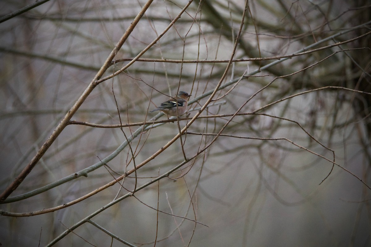 Common Chaffinch - ML646394796
