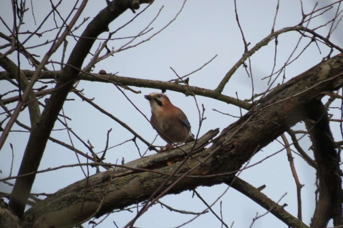 Eurasian Jay - ML646394797