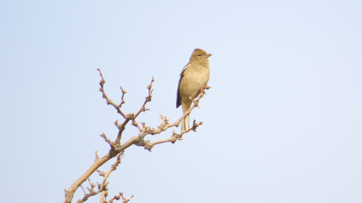 Common Chaffinch - ML646394801