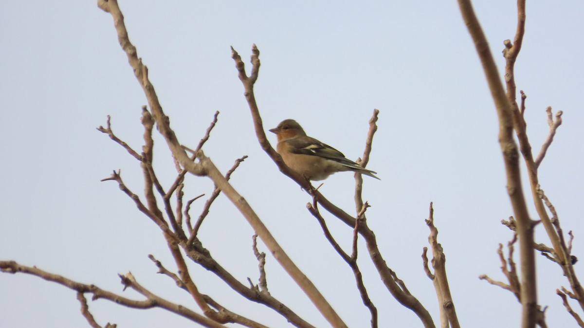 Common Chaffinch - ML646394802
