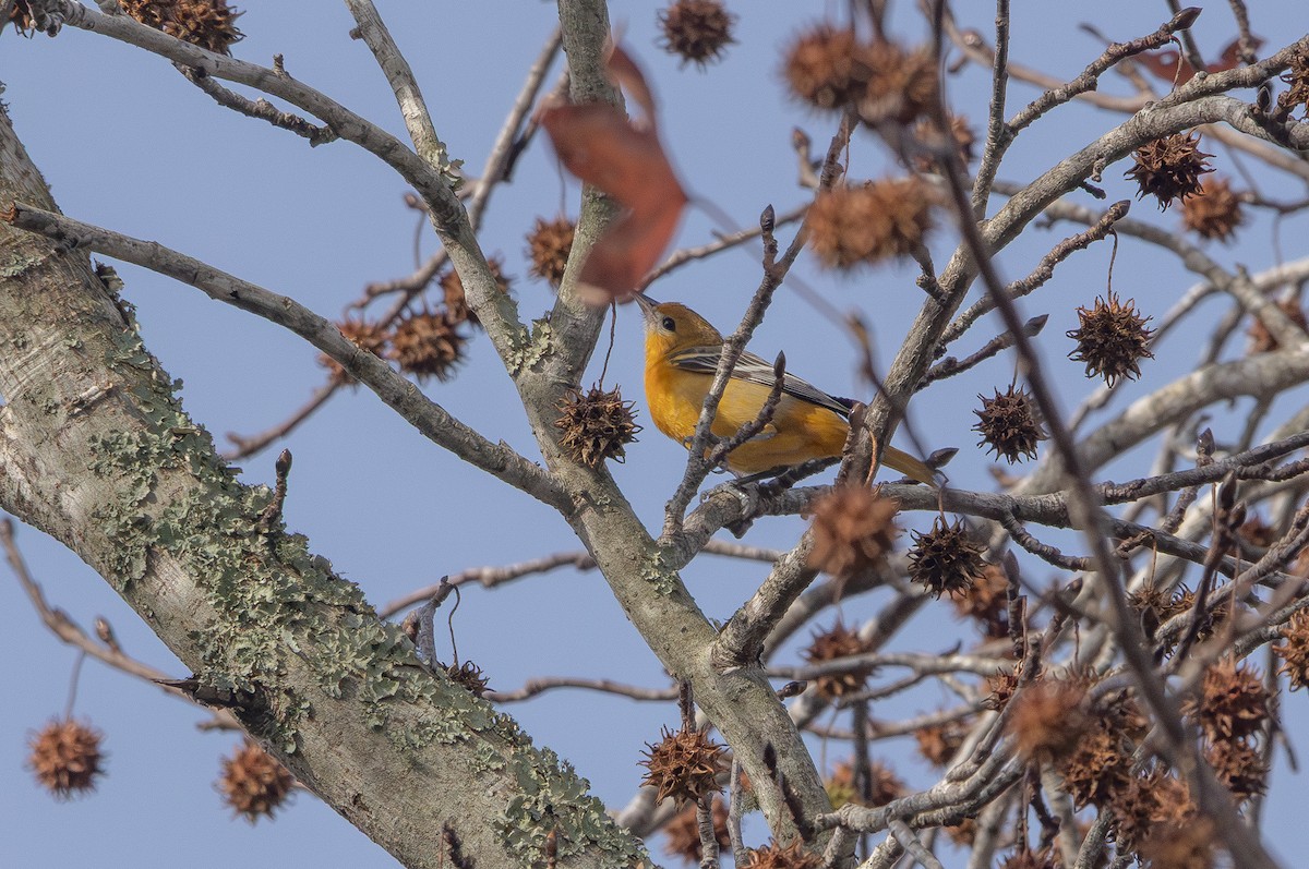 Baltimore Oriole - ML646394803