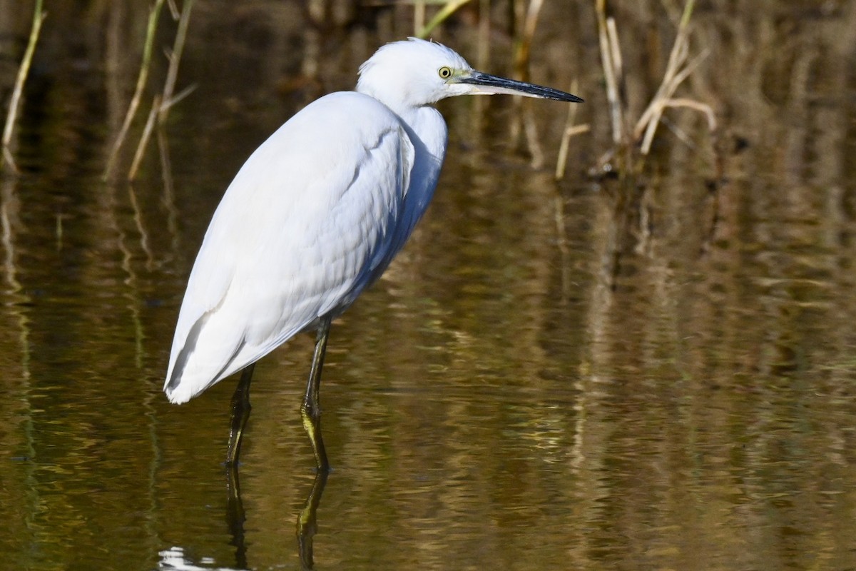 Little Egret - ML646394804