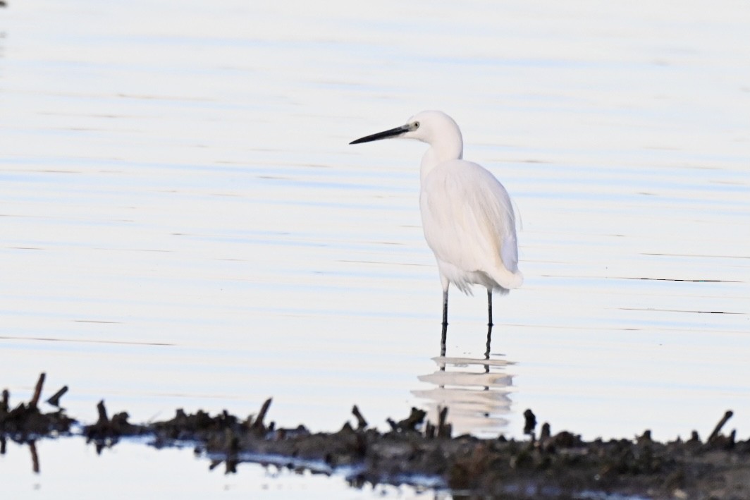 Little Egret - ML646394805