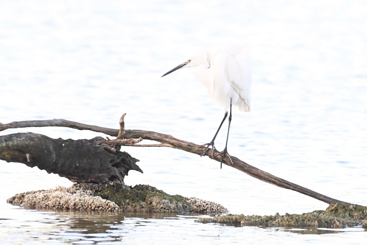 Little Egret - ML646394806