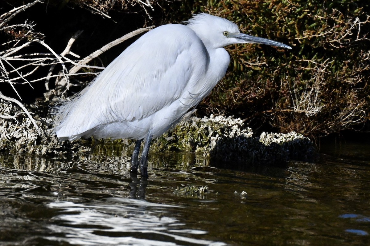 Little Egret - ML646394807