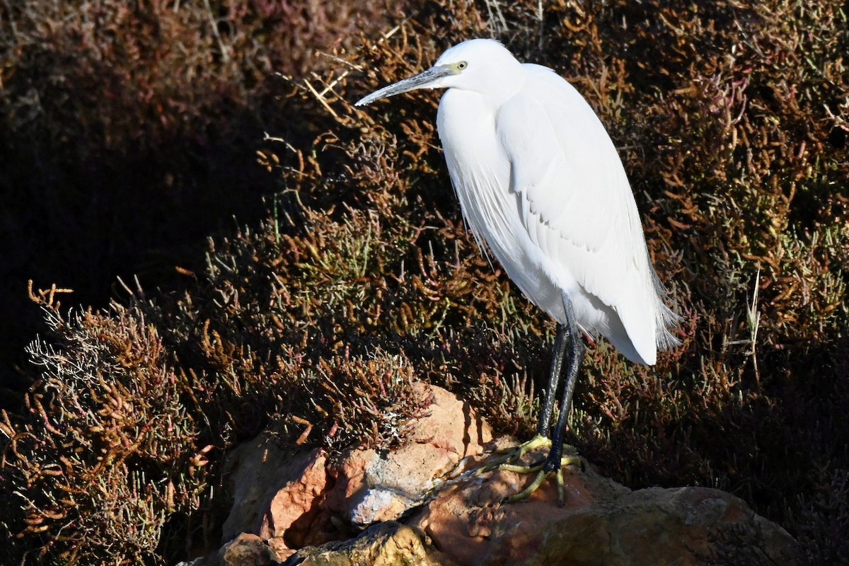 Little Egret - ML646394808