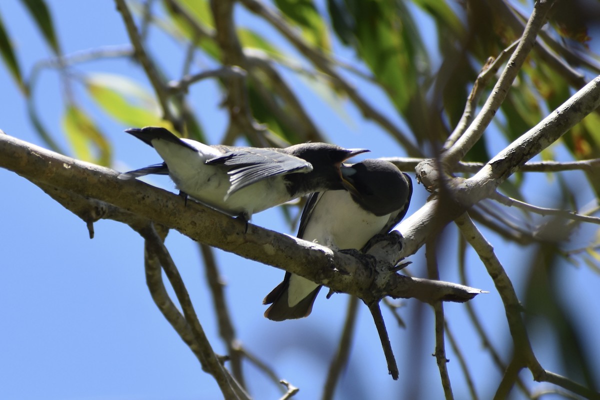 White-breasted Woodswallow - ML646394809