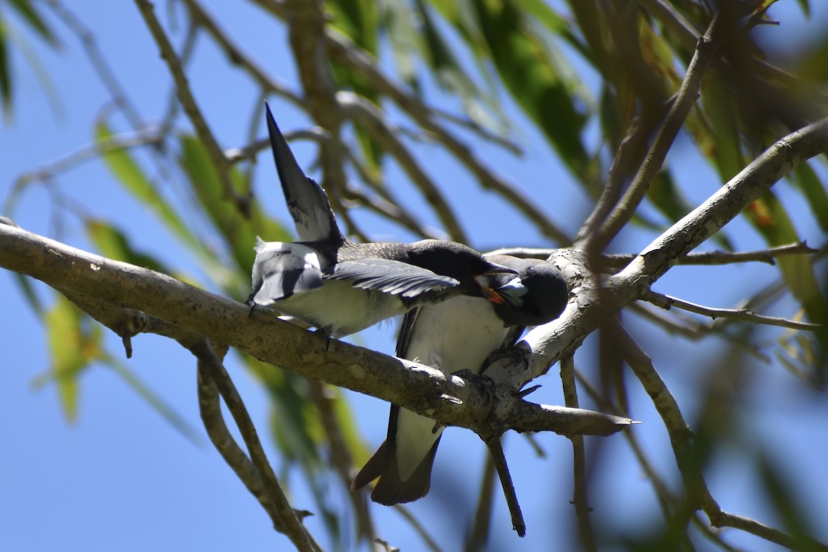 White-breasted Woodswallow - ML646394810