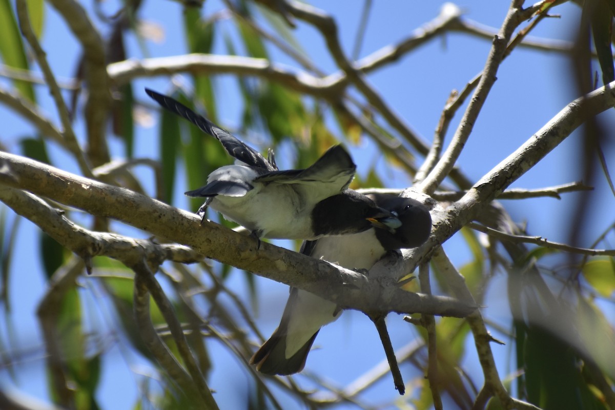 White-breasted Woodswallow - ML646394811
