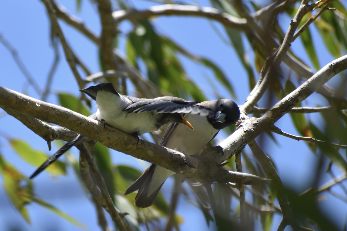 White-breasted Woodswallow - ML646394812