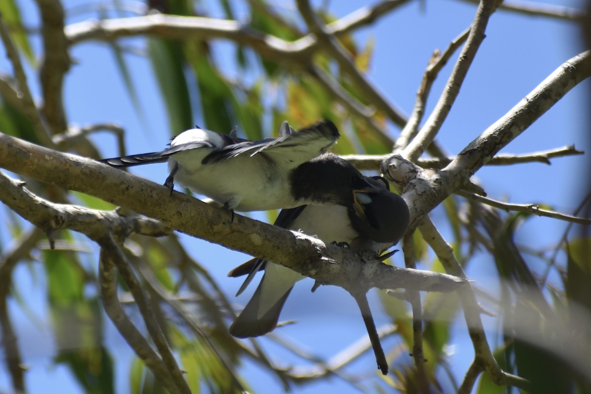 White-breasted Woodswallow - ML646394813