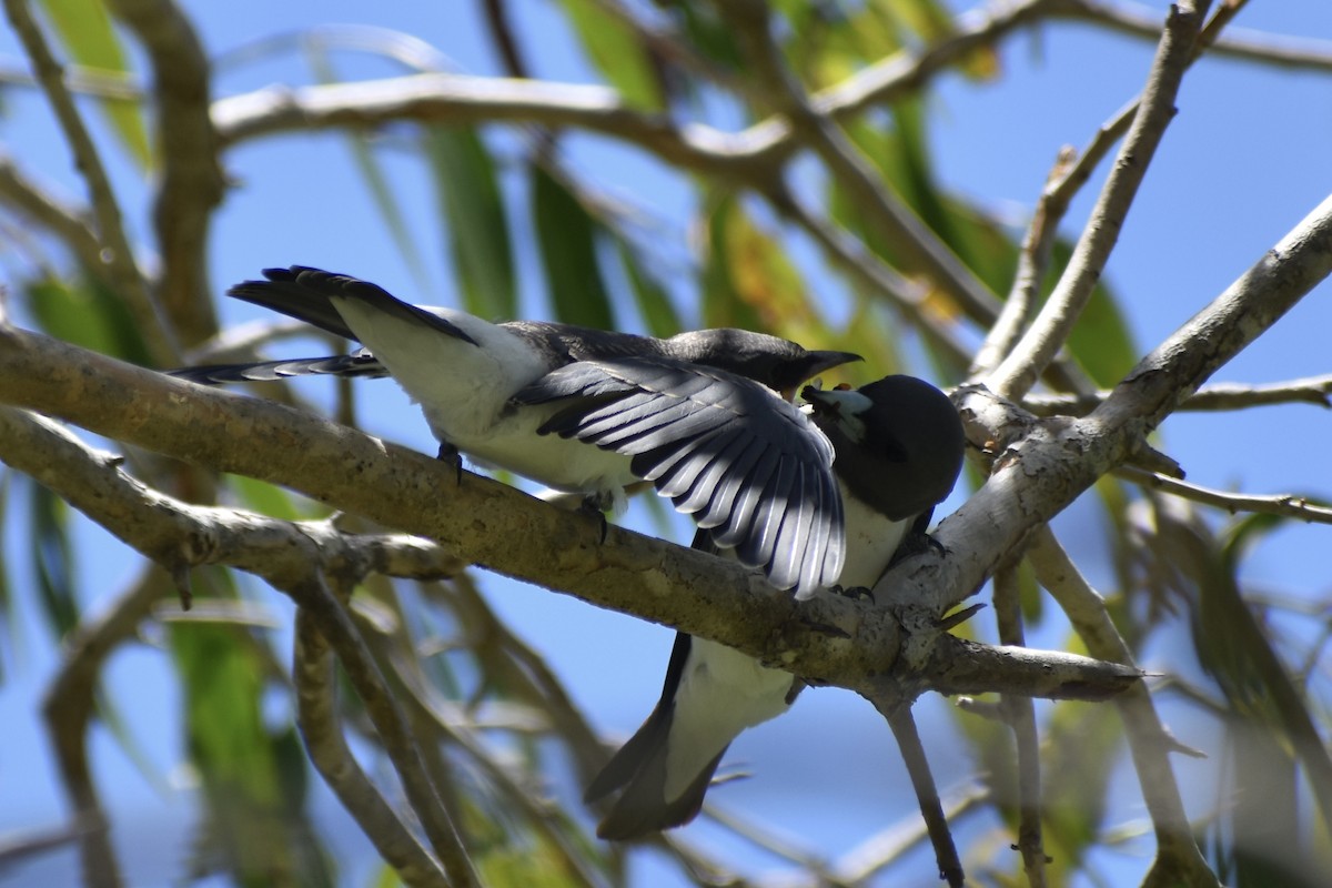 White-breasted Woodswallow - ML646394814