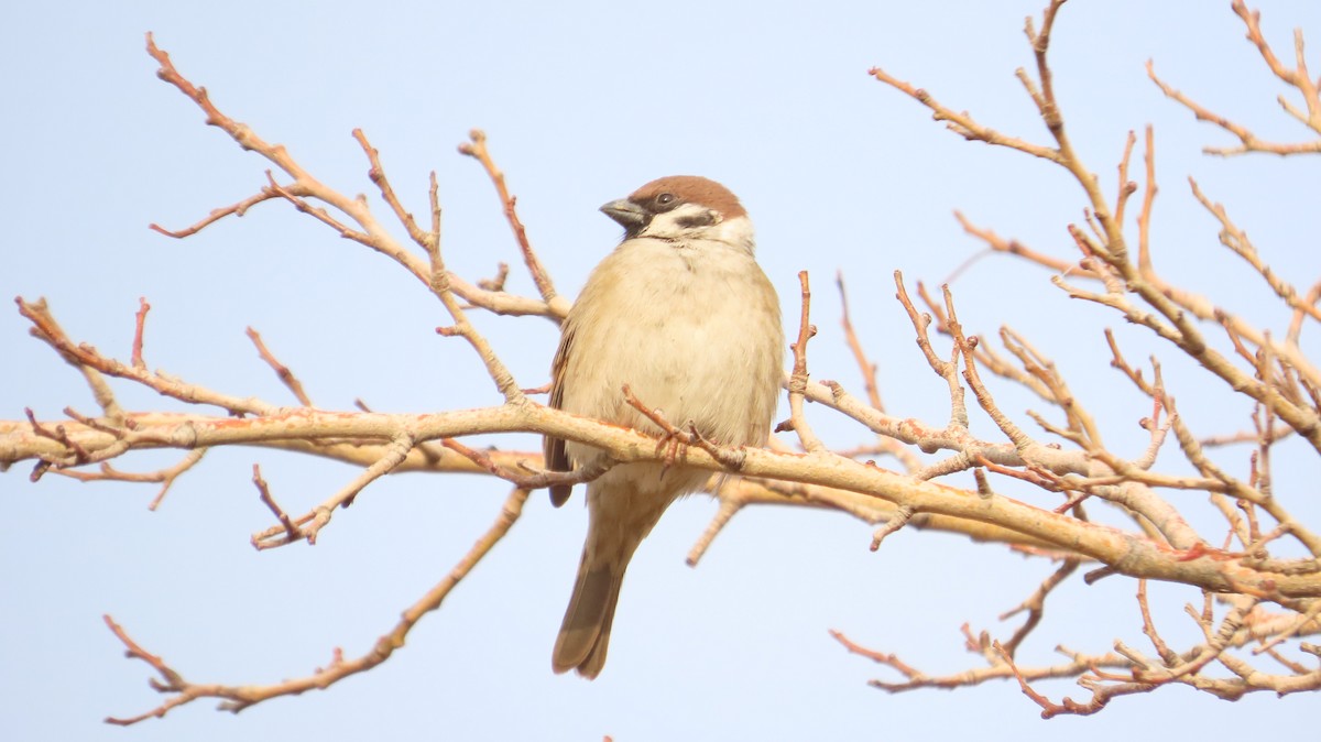 Eurasian Tree Sparrow - ML646394815