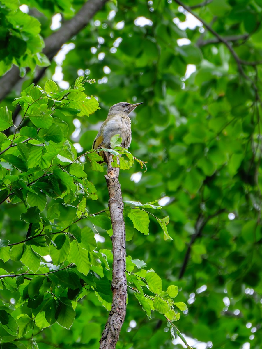 žluna šedá - ML646394817