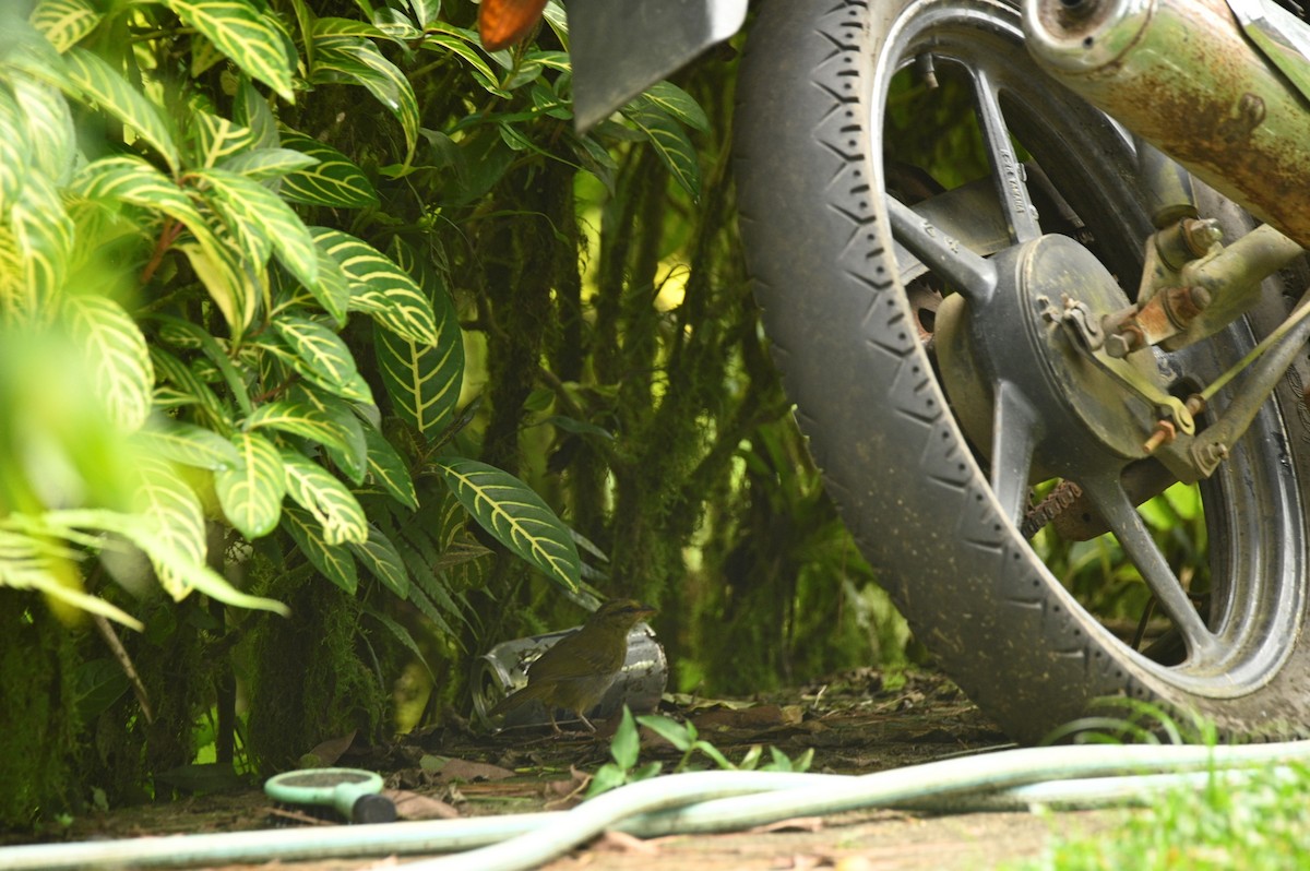 Black-striped Sparrow - ML646394818