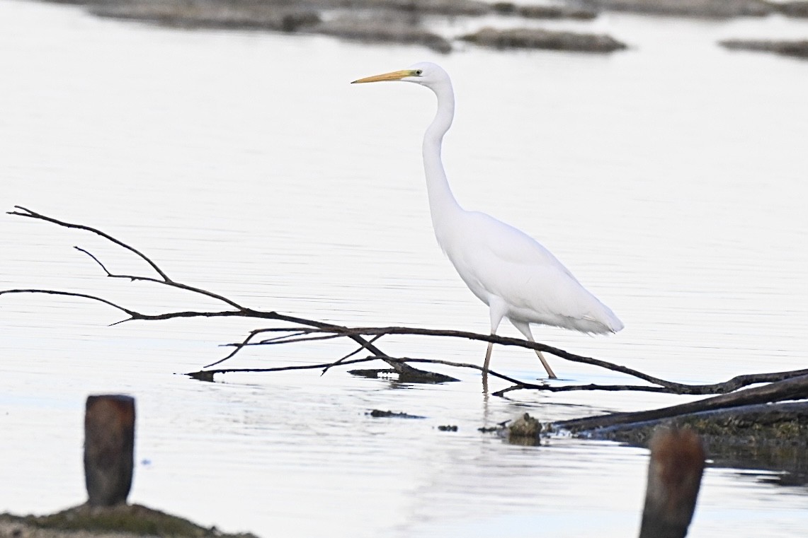 Great Egret - ML646394819