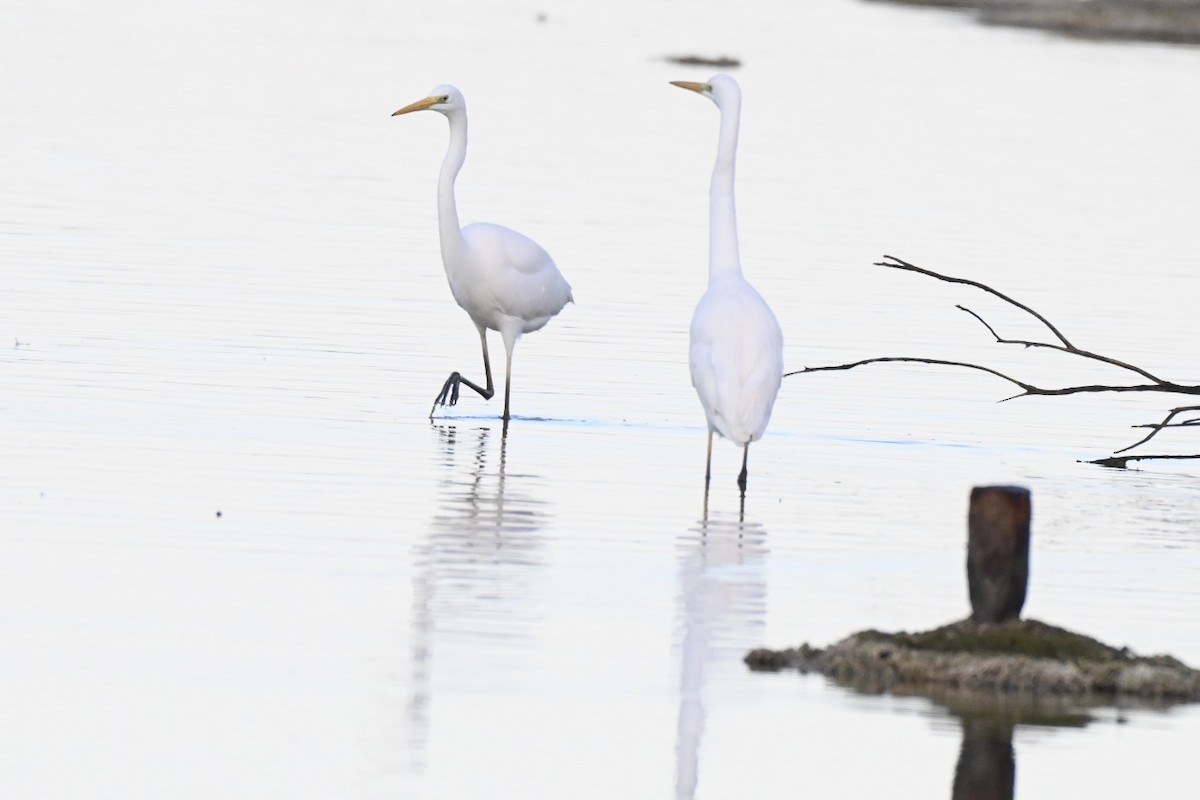 Great Egret - ML646394820