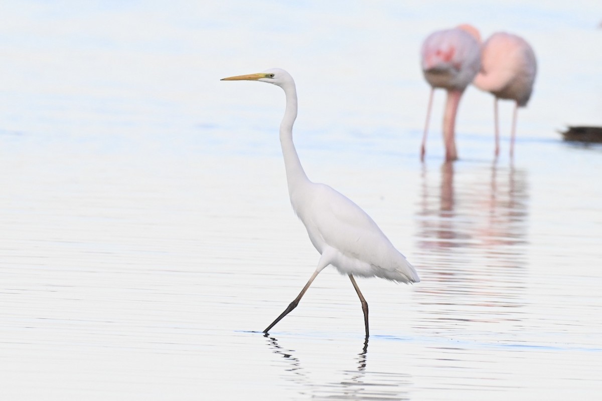 Great Egret - ML646394821