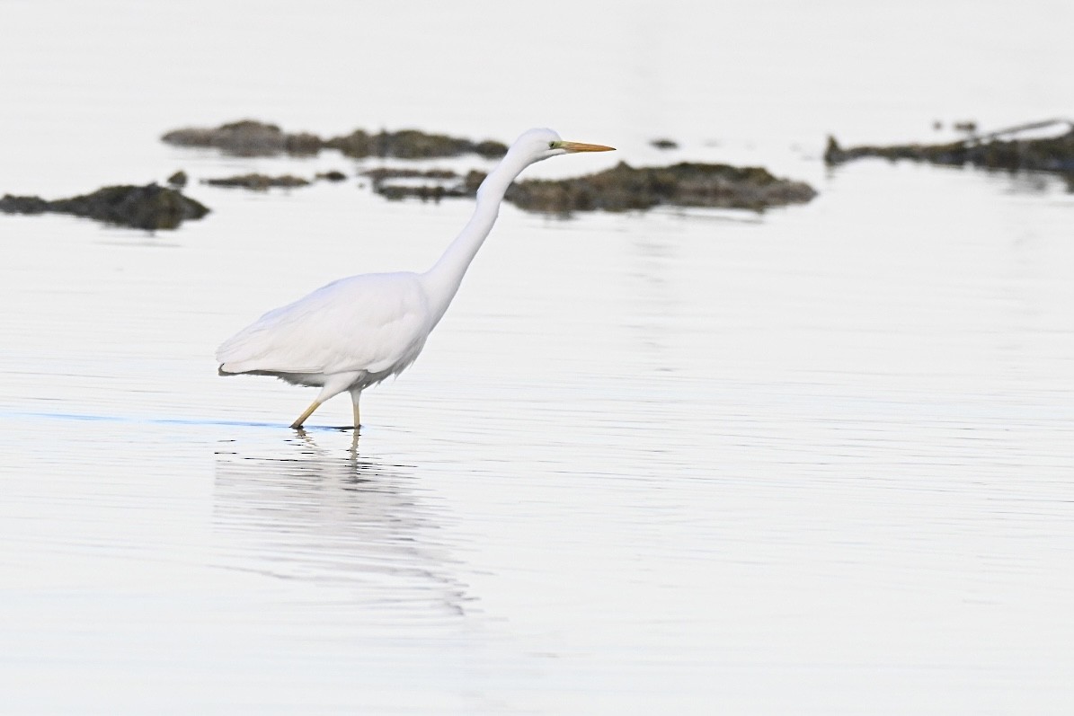 Great Egret - ML646394822
