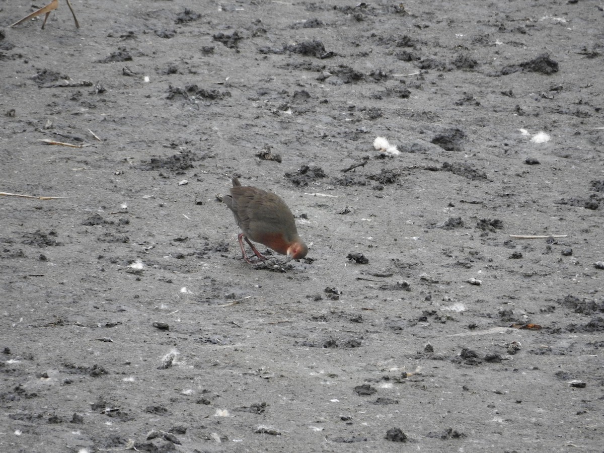 Ruddy-breasted Crake - ML646394823