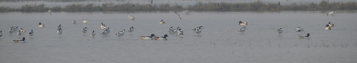 Пеганка - ML646394825