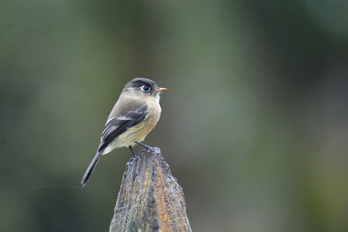 Black-capped Flycatcher - ML646394826