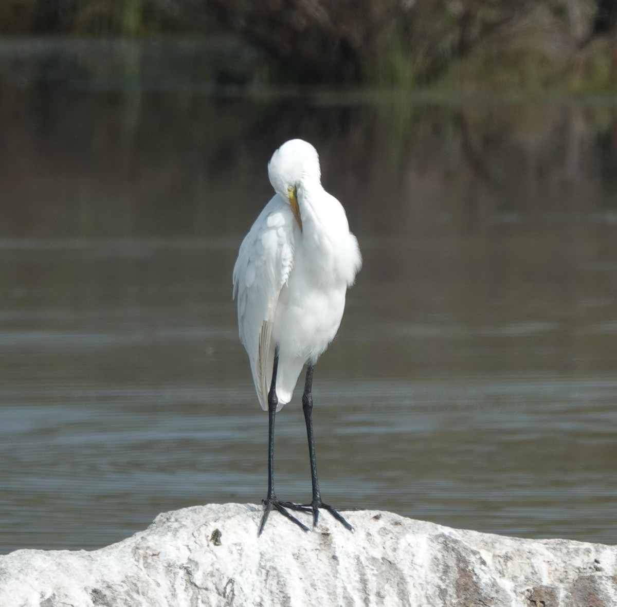 Medium Egret - ML646394827