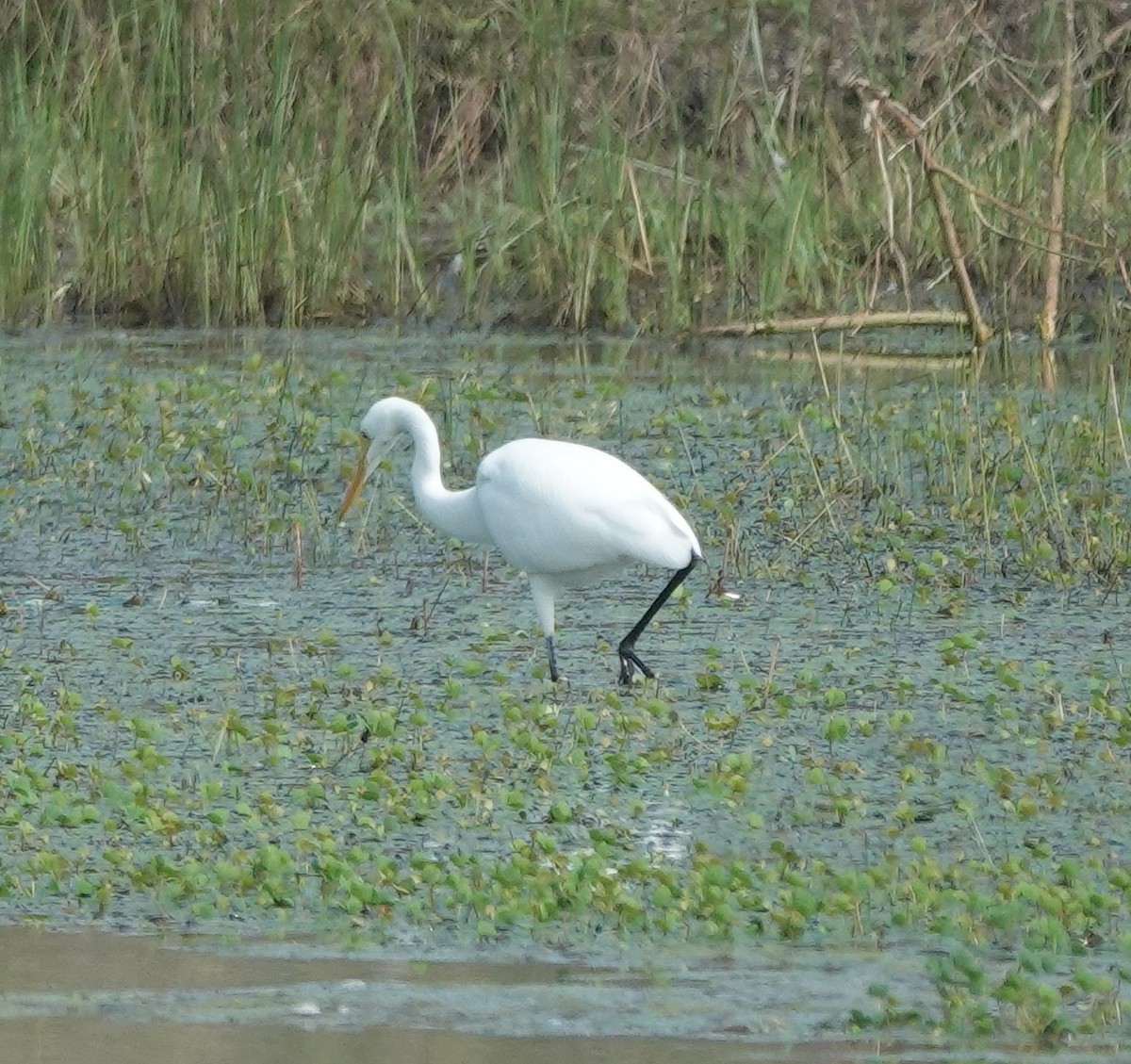 Medium Egret - ML646394828