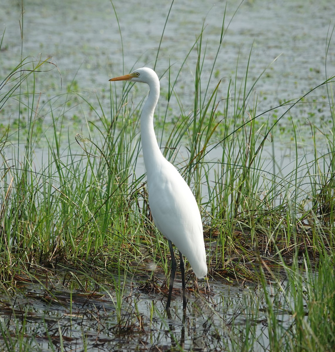 Medium Egret - ML646394829