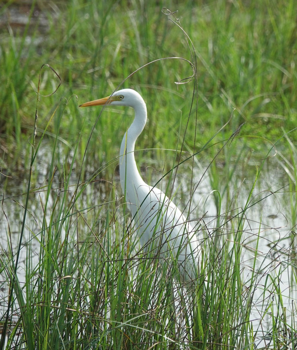 Medium Egret - ML646394830