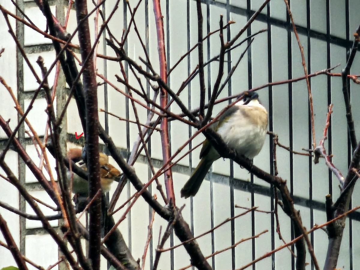 Eurasian Tree Sparrow - ML646394831